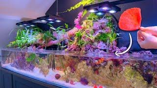 The Secrets of Our Saltwater Paludarium: Introducing New Life