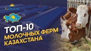 Топ-10 лучших ферм по продуктивности коров в Казахстане