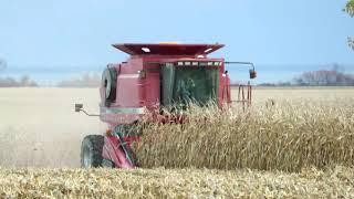 Harvest 2020 | Case IH 2388 Axial Flow Combine Harvesting Corn | Corn Harvest 2020