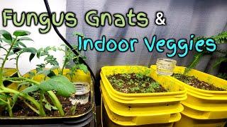 3 Tips On Fungus Gnat Control With Indoor Gardening #shorts