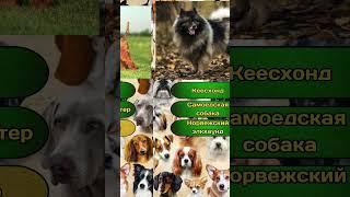 Короткая викторина "Порода собак по фото" №6 / Тест на эрудицию #викторина #квиз #эрудиция #собаки