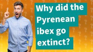 Why did the Pyrenean ibex go extinct?