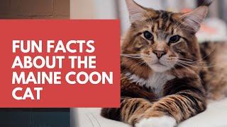 Fun Facts About Maine Coon Cat | History, Personality, and Characteristics