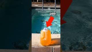 How much pee is in a pool?