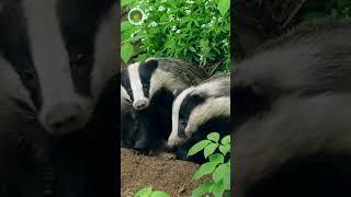  Badgers: Tough Diggers & Fierce Hunters|#badgers #reels #shorts #facts #usa #india #mammals