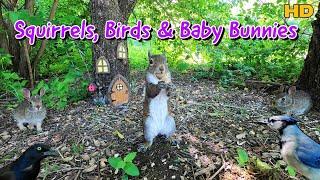  Baby Bunnies, Squirrels & Birds  at the Fairy House | 10-Hour TV for Pets & People |