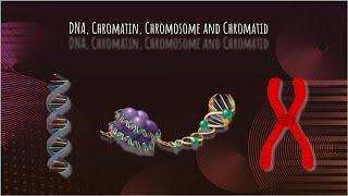 Chromatin vs Chromosome vs Chromatid