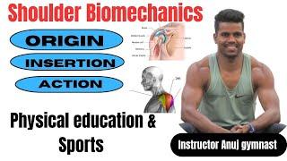 Muscles/Origin/insertion/active/Shoulder biomechanics//All Physical education sports//exam के लिए।