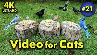 4K TV For Cats | Early Fall Day | Bird and Squirrel Watching | Video 21