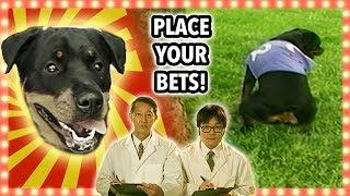 Which Dog Will PEE The Fastest? | BANZAI | Game Show Showdown