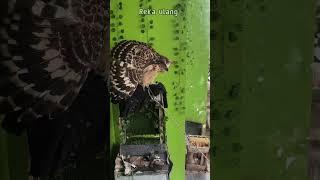 Kucing darat vs kucing udara #burunghantu #kucing #owl #cats #owlgendut