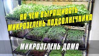 На чем выращивать микрозелень подсолнечника - Огород на окне #микрозелень #огород #дача