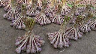 Garlic Cultivation Process from Garlic farming to Garlic harvesting in garlic agriculture Technology