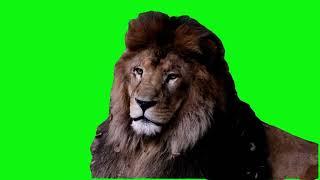 green screen lion king video free #greenscreen #greenscreenvideo #lionking