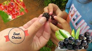 Fun Day Berry Picking (Afrikaans Speaking)/ Just Anya