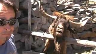 Man argues with spitting goat