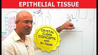 Epithelial Tissue | Structure & Function🩺