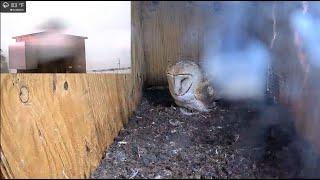 Boom, Owl, Thunderstruck! Barn owl looks up after lightning and thunder while she sits on her eggs.