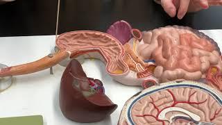 Overview of the Digestive System with Dr. Masi