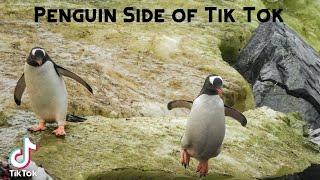 Penguin Side of Tik Tok
