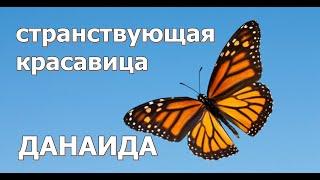 БАБОЧКА-МОНАРХ - СТРАНСТВУЮЩАЯ КРАСАВИЦА