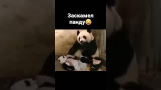 панда офигела от такого поворота #приколы #прикол #shorts