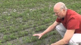 Dryland Pastures - Effective irrigation of lucerne (alfalfa)