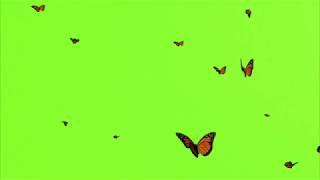 Green screen video effect  butterflies animation