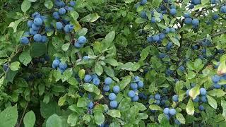 Blackthorn (Prunus spinosa) - the wild ancestor of blue plums