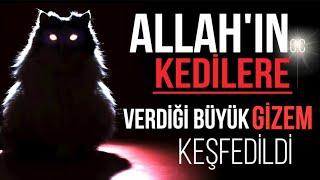 YOK ARTIK! ALLAH'IN KEDİLERE VERDİĞİ BÜYÜK GİZEM KEŞFEDİLDİ.