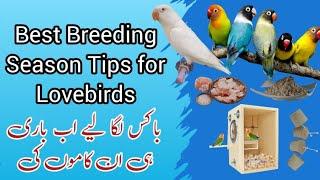 Best Breeding Season Tips for Lovebirds