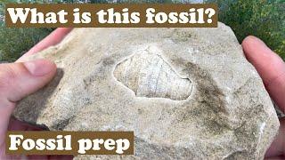 Exposing mystery fossil from silurian period