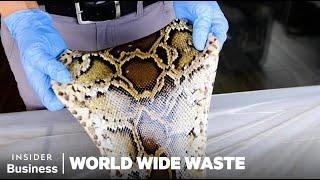 How People Profit Off Invasive Species | World Wide Waste Marathon | Insider Business