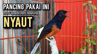 murai batu gacor AMPUH buat PANCINGAN murai batu agar bunyi JADIKAN burung murai gacor EMOSI NYAUT