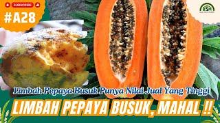 Limbah Pepaya Busuk Punya Nilai Jual Yang Tinggi