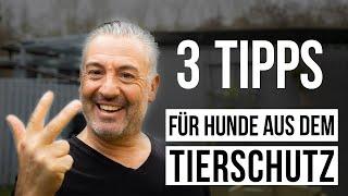 Das SOLLTEST Du bei Hunden aus dem Auslandstierschutz beachten! ️ 3 Tipps für Tierschutzhunde