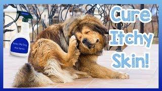 How to Cure Your Dogs Itchy Skin! Tips and Homemade Cures to Stop Your Dog Itching and Scratching!