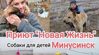 Собачки для детей! Приют "Новая жизнь" в городе Минусинск.
