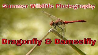 Summer wildlife photography in the UK dragonfly and damselfly