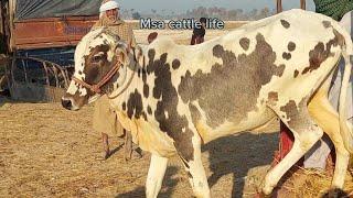 Asia's Beutyfull Bull Don King of Asia 2024 | Msa cattle life #trending