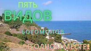 Пять видов богомолов в одном месте?!|В поисках богомолов|Много новых животных на канале!