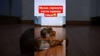 Мышь после вкусного перекуса пукнула #приколы #веселье #ржака #смешноевидео #смешно #мышь #прикол