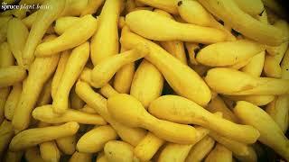 How to Grow Crookneck Squash Yellow Squash