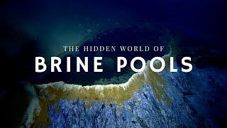 The Secret Life of Brine Pools