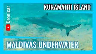 Maldivas underwater 4k 1/3 - Aventuras Submarinas en Kuramathi Island - 4K 