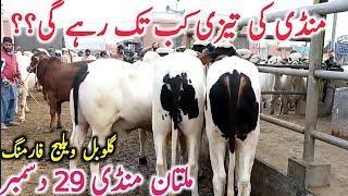 Today Multan Cow Mandi Fresh Video | Multan Mandi ki Video || Global Village Farming