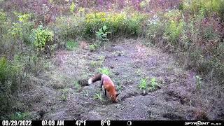 Spypoint Flex - Game Camera Video - Episode 5 (Coyote, fox, raccoons.)