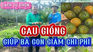 Cách chọn -  QUẢ CAU  LÀM GIỐNG -  Cách Bón  Silic Đông Sơn - GIÚP CAU PHÁT TRIỂN [KẾT NỐI NHÀ NÔNG