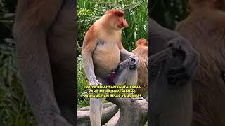 Bekantan | Salah Satu Monyet Terbesar Di Asia