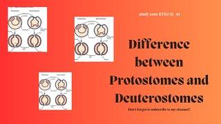 Difference between protostomes and Deuterostomes?/How protostomes and Deuterostomes are different?